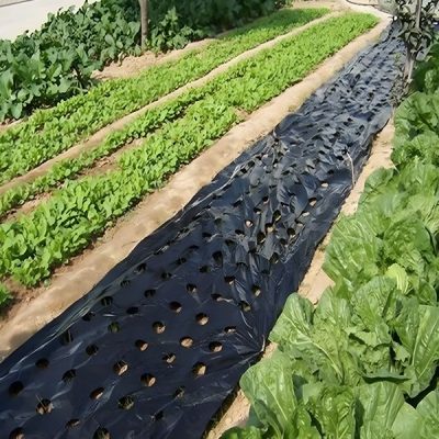 Stuoia di crescita per giardino senza erbacce (0,95x10m) | VEGUARD